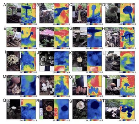  Vitreous Silica : Un Champignon Technologique dans le Monde des Hautes Températures!